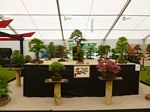 The main stand for which we got the Large Gold prize and trophy. 30 odd trees on the stand with the Scots Pine in the centre.